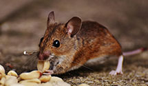 24 Hour & Emergency Exterminators in Warwood, WV